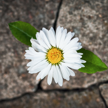 Resiliência! Você realmente sabe utilizá-la a seu favor?